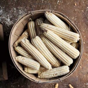 ‘Cocke’s Prolific’: Corn with a Comeback Story Image